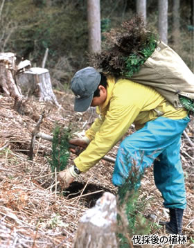 伐採後の植林