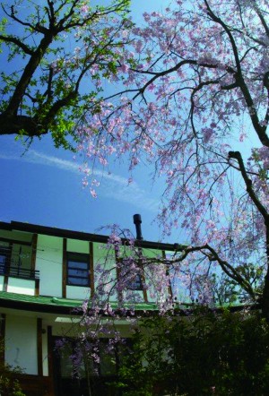 枝垂桜の家