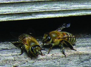 日本みつばち養蜂中川