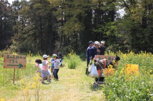 菜の花摘み　菜の花祭り