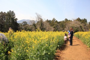 菜の花畑　神奈川