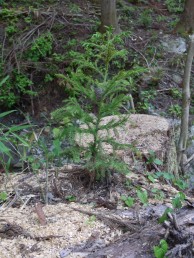 杉の苗木　植林　天竜