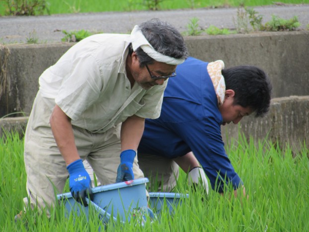 田んぼ　草刈り