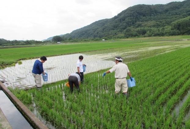 たんぼ　愛川　田園風景