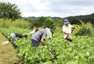 津久井在来大豆　草刈り