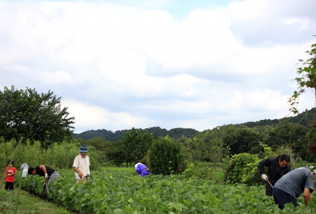 津久井在来大豆　草刈り