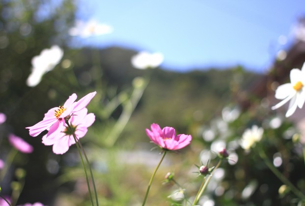 秋桜　藤野