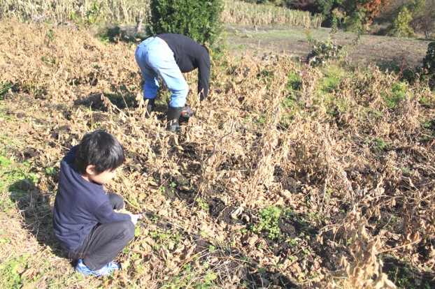 津久井在来大豆収穫