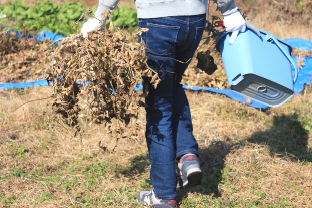 津久井在来大豆収穫