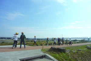 カワラノギク　相川小学校