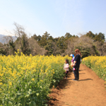 愛川町菜の花まつり