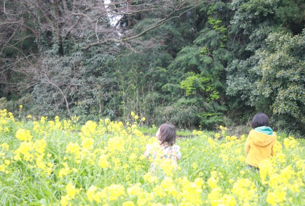 第６回菜の花まつり愛川町