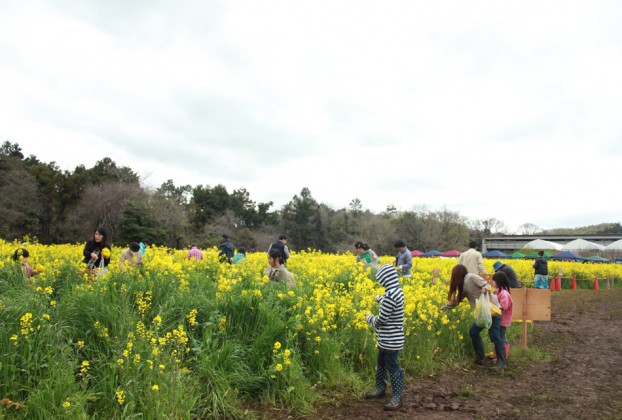 第６回菜の花まつり愛川町