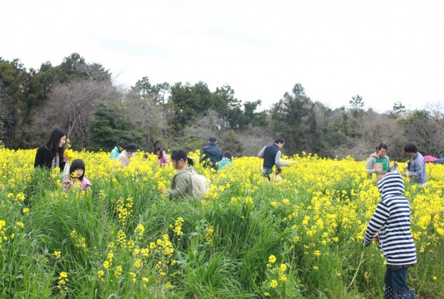 第６回菜の花まつり愛川町