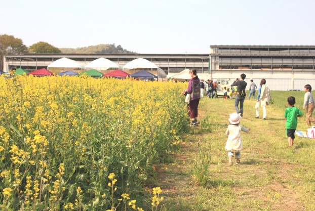 愛川町菜の花まつり