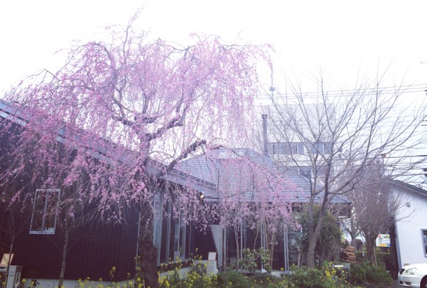 お花見愛川町