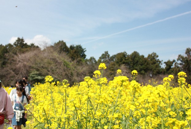 愛川町菜の花まつり