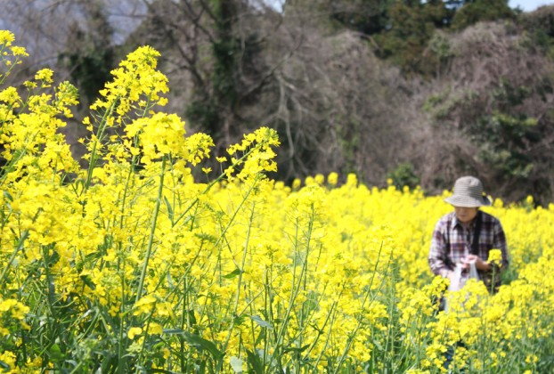 愛川町菜の花まつり