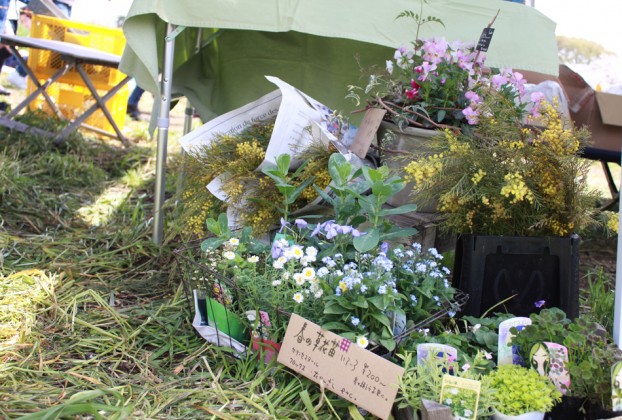 愛川町菜の花まつり