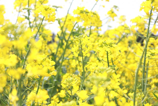 愛川町菜の花まつり