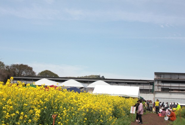 愛川町菜の花まつり