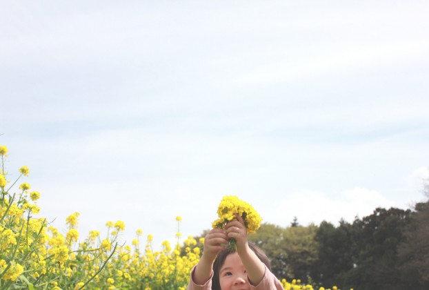 菜の花まつり愛川町