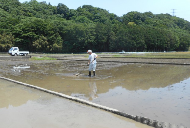 田んぼ