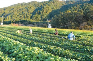 山下農園山下一穂