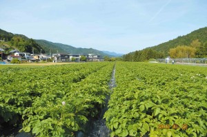 山下農園山下一穂