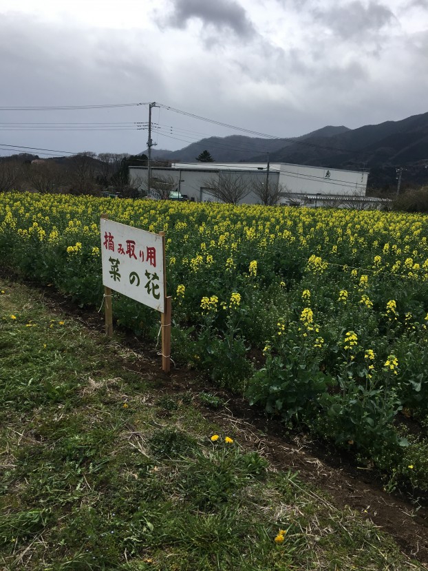 菜の花まつり