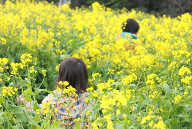 菜種種まき