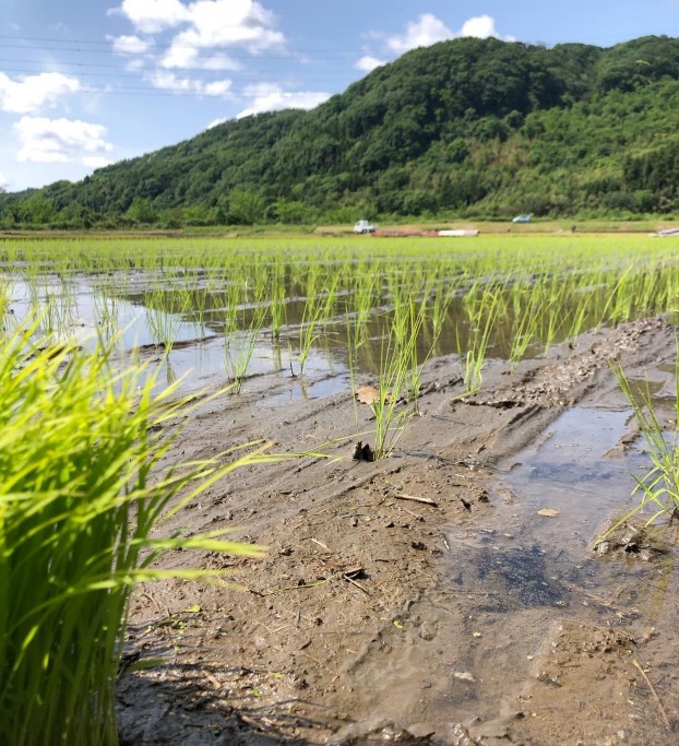 田んぼ