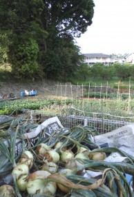 横浜市平屋木の家9