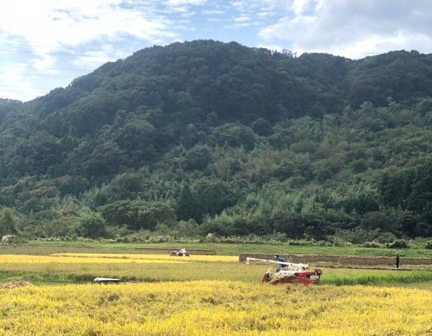 愛川町無農薬米