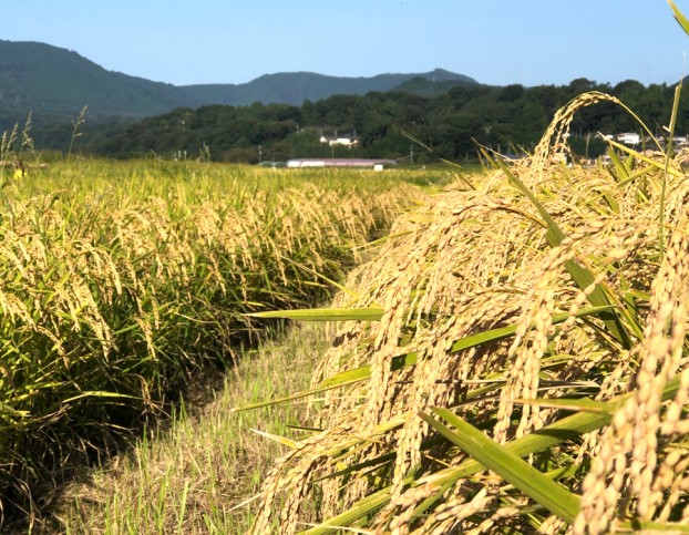 愛川町無農薬米