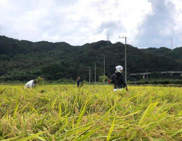 愛川町無農薬米