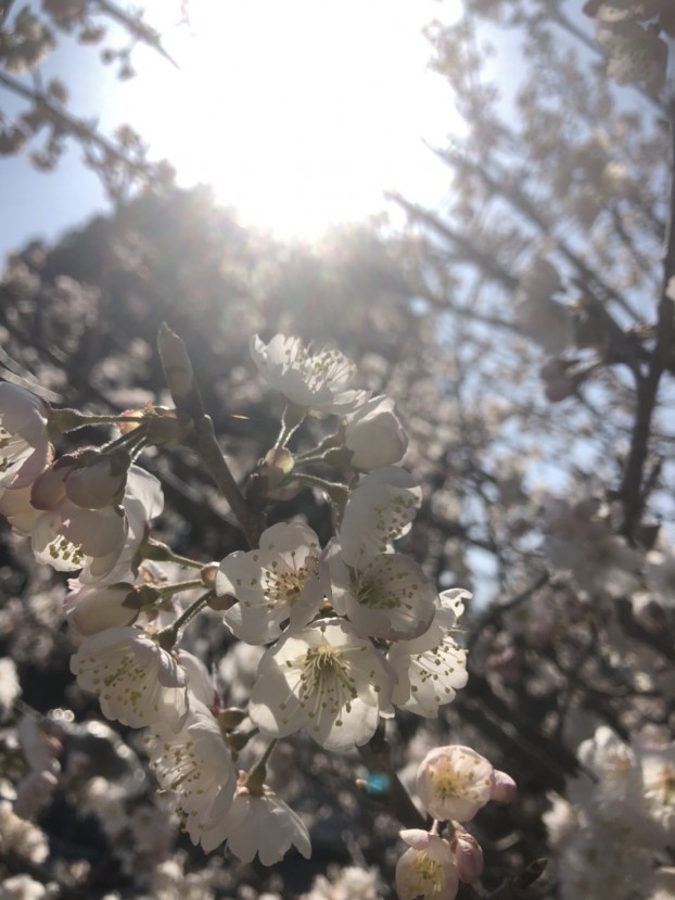 さくらんぼの花