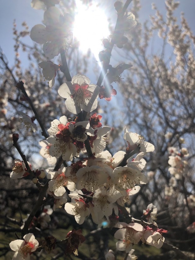 梅の花