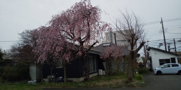 枝垂れ桜